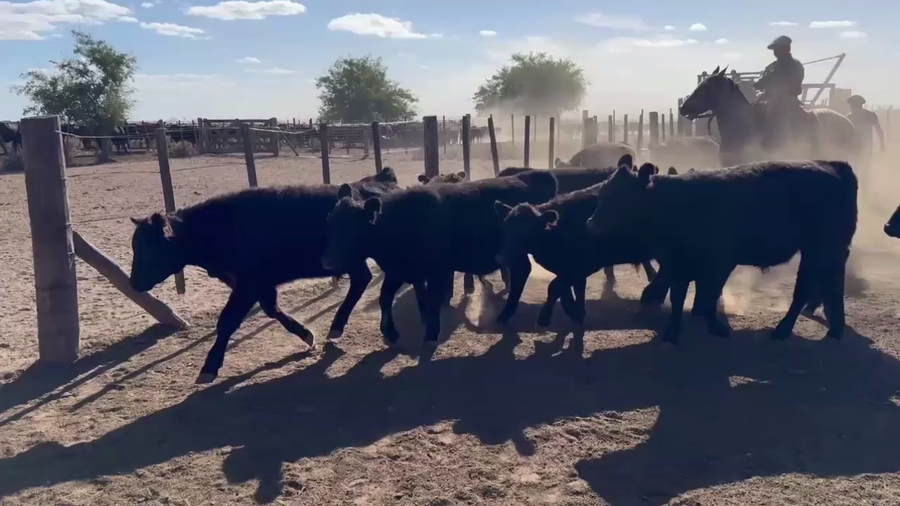 Lote 70 TERNS. MACHOS, EN MAGDALENA, BS. AS.