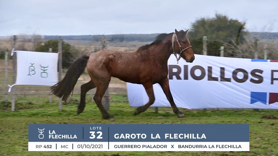 Lote GAROTO LA FLECHILLA