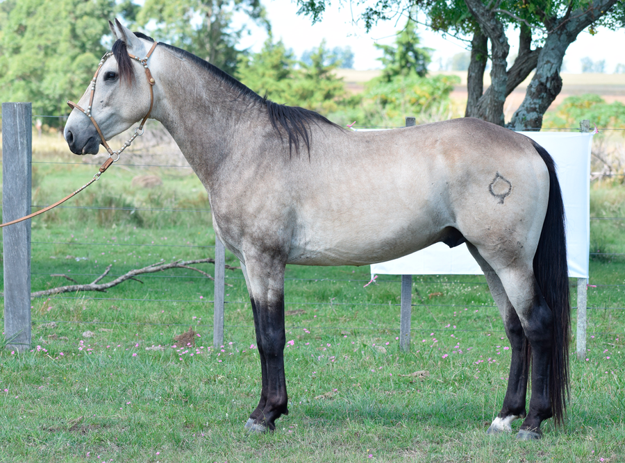 Lote MILAN SAN TELMO