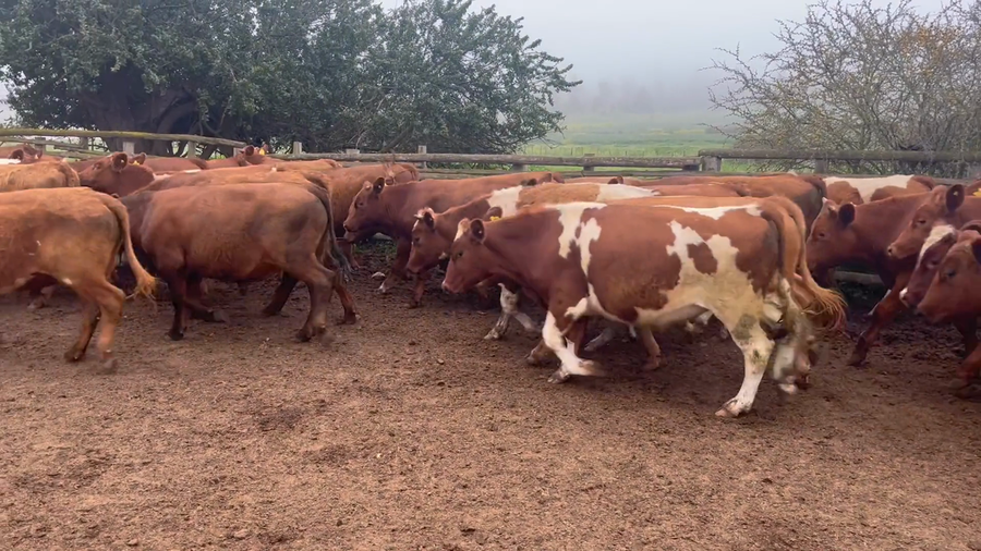 Lote 90 Novillo Engorda en V  Región Valparaíso, Algarrobo