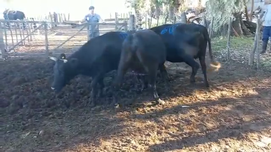 Lote Vaquillonas Preñadas - Pangare