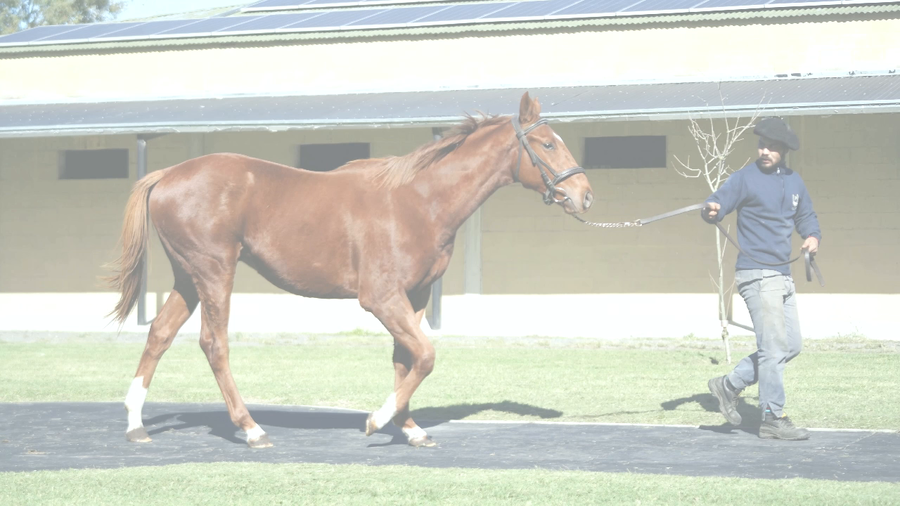 Lote EXCHANGE TRIGGER (COSMIC TRIGGER - LA AHIJADA)