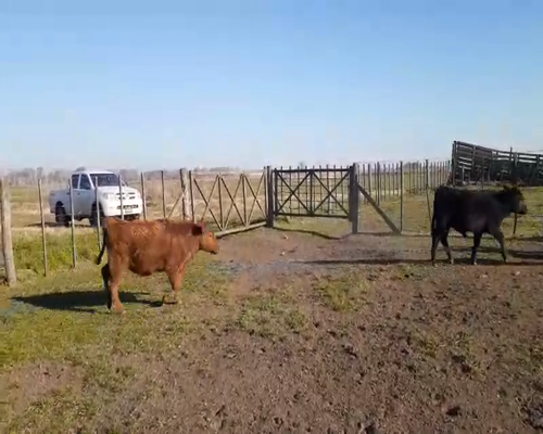 Lote 10 Terneros/as en 9 de Julio, Buenos Aires