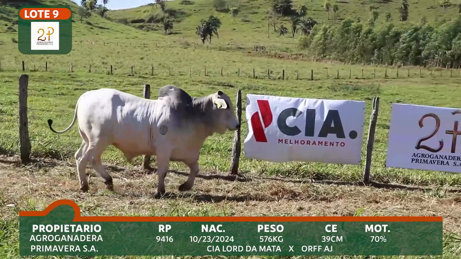 Lote 2P PRIMAVERA
