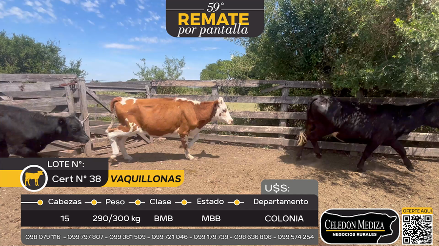 Lote 15 Vaquillonas  en Otra Localidad, Colonia