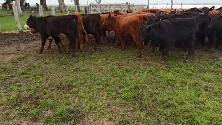 Lote 37 Terneros en Entre Ríos, Villaguay