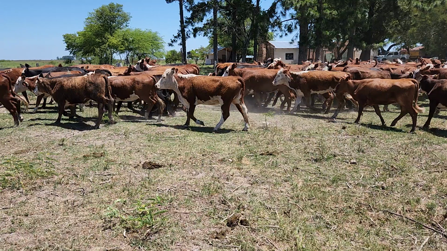 Lote 70 Vaquillonas P/ entorar en Esquina, Corrientes