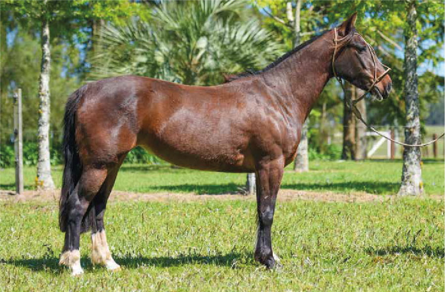 Lote El Gavilán Nube Blanca (RP 455) Cabaña "El Gavilán"