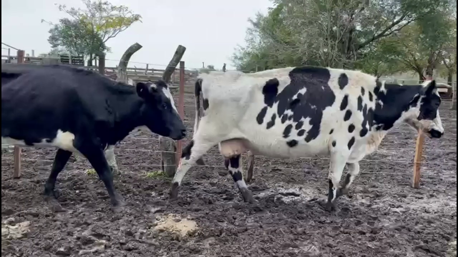 Lote VACAS DE INVERNADA