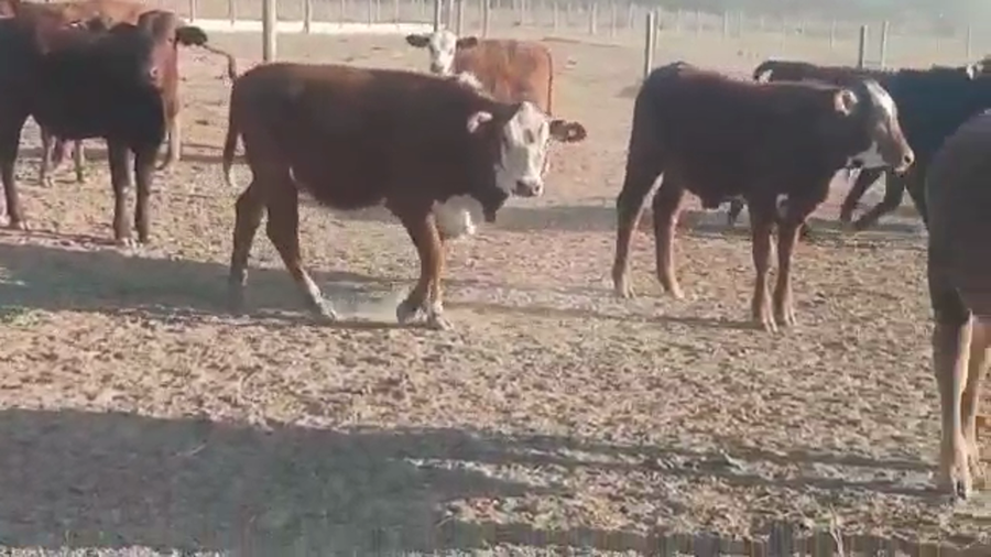 Lote 110 Terneros/as en Quimilí, Santiago del Estero