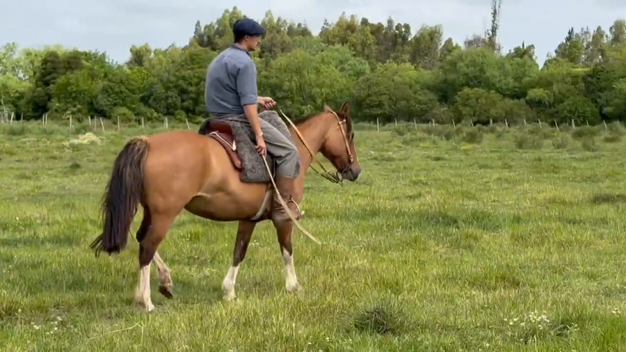 Lote CHAVALA ILUSTRADA