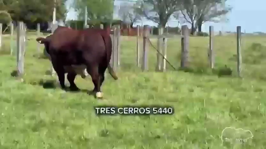 Lote Toros a remate en NACIONAL BRAFORD, Salto