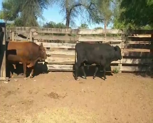 Lote 44 Vacas en Monte Quemado, Santiago del Estero