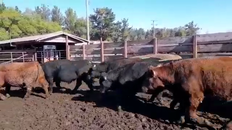 Lote 20 Novillo Gordo en Los Ángeles, VIII Región Biobío