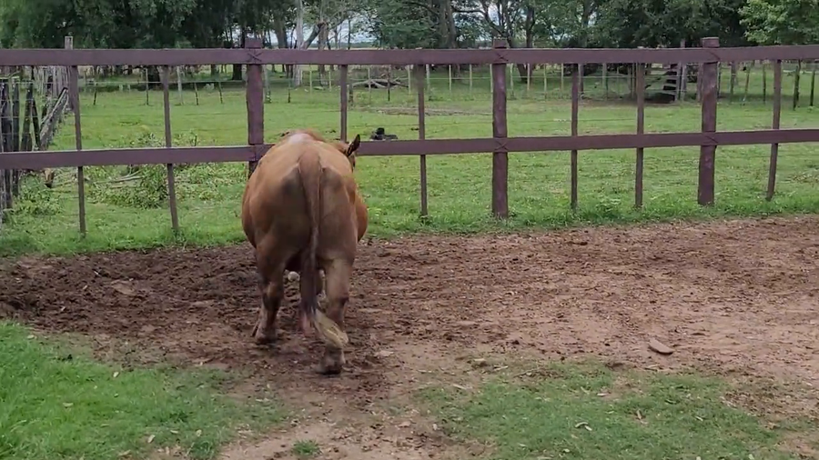 Lote Toros T. Brangus  Rojo a remate en Remate de Reproductores, Asunción