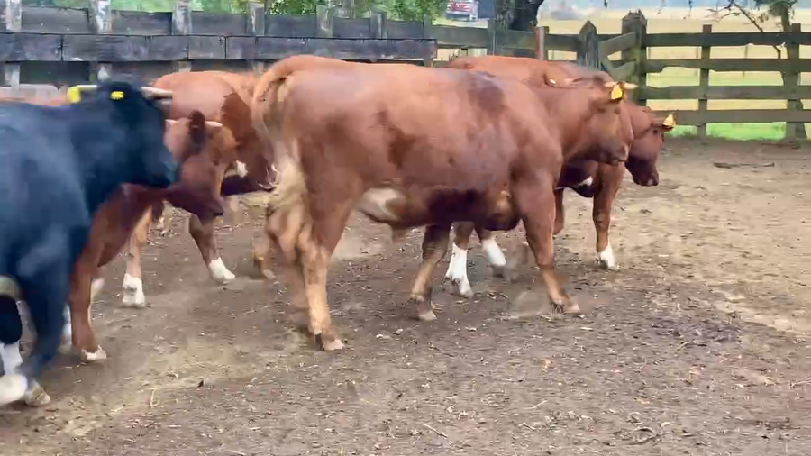 Lote 17 Novillo Engorda en Osorno, X Región Los Lagos
