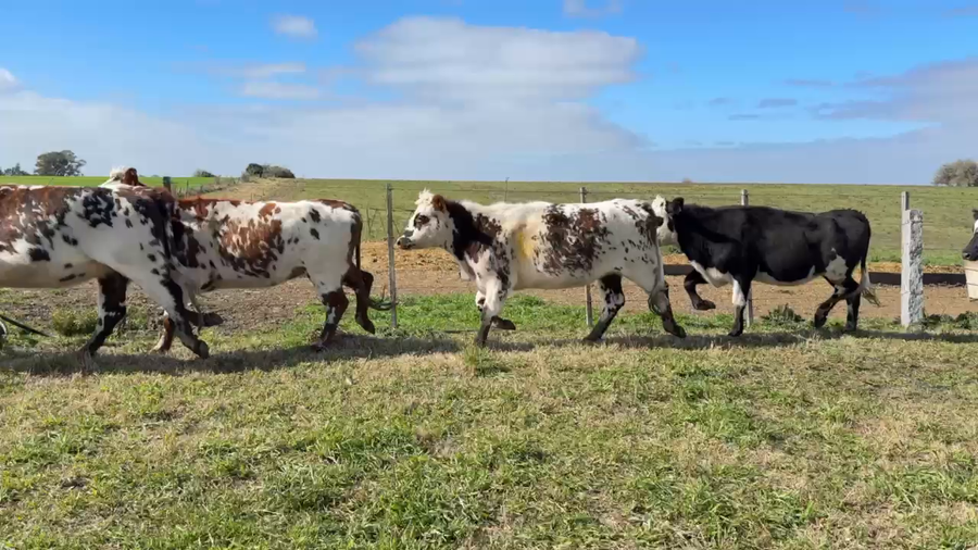 Lote VAQUILLONAS 1 a 2 AÑOS