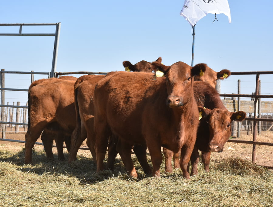 Lote VACAS NUEVAS (Corral 1)