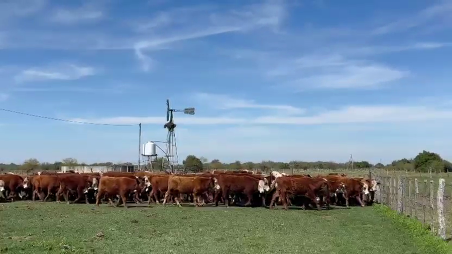 Lote 104 Terneros en Corrientes, Curuzu Cuatia