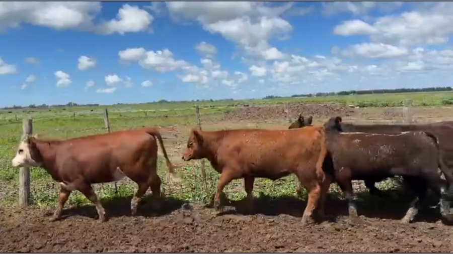 Lote 20 Terneras