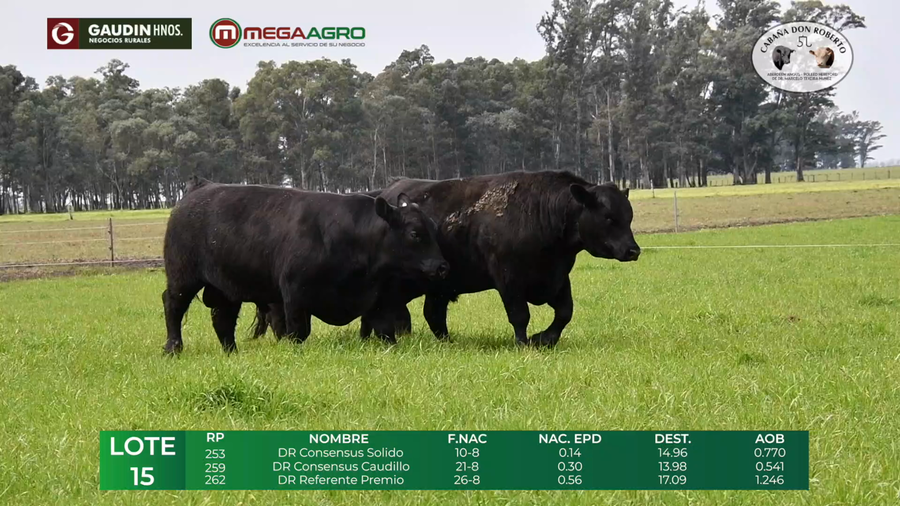 Lote LOTE 15      ANGUS    2 años