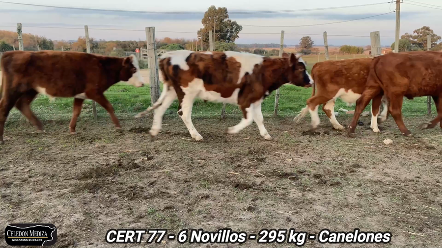 Lote 6 Novillos 1 a 2 años en Canelones