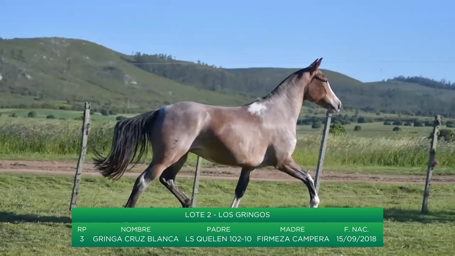 Lote Gringa Cruz Blanca