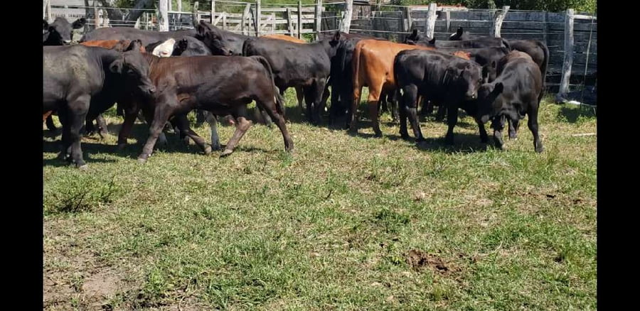 Lote 30 Terneros/as en Villaguay, Entre Ríos