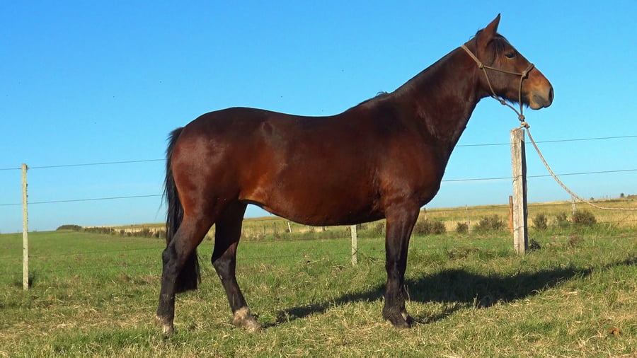 Lote MACARENA ESPERANZA