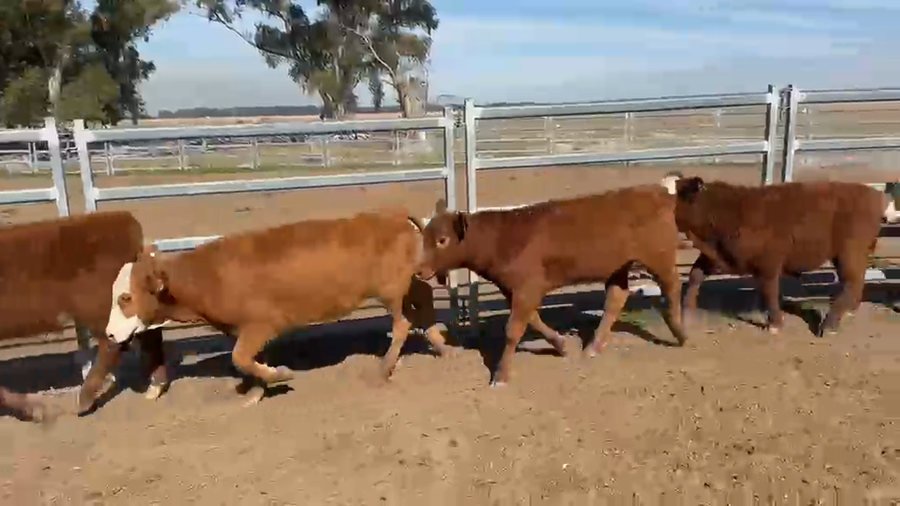 Lote 80 Terneros/as en Corrientes, Paso de Los Libres