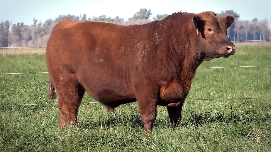 Lote Toros PP y PC a campo con DEPs