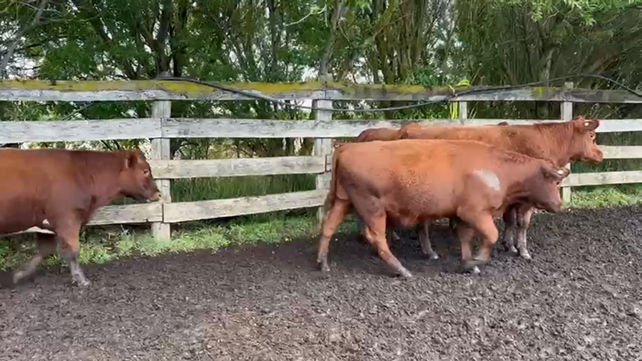 Lote 50 Novillo Engorda en XI Región Aysén, Coyhaique