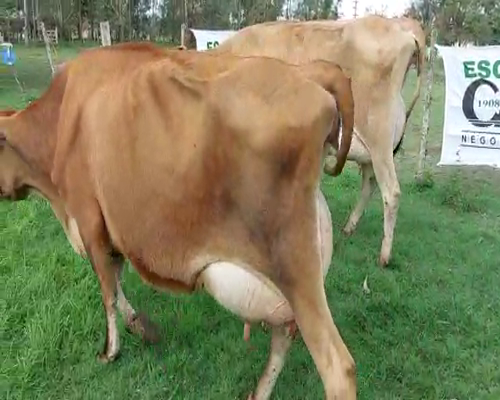 Lote 3 Vaca JERSEY a remate en Remate Elite por Pantalla de Ganado Lechero 450kg - , San José