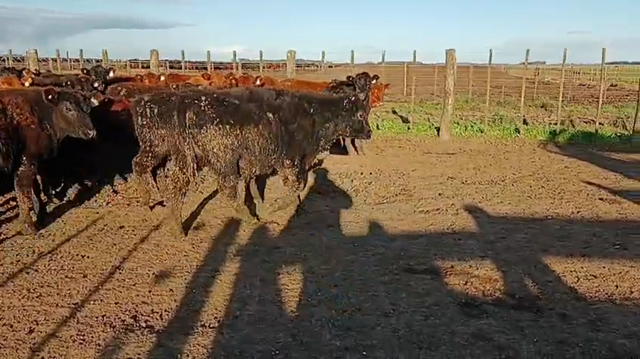 Lote 110 Terneros en Buenos Aires, Ayacucho
