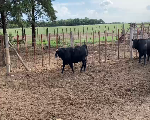 Lote (Vendido)18 Novillitos y vaquillonas a remate en Primer Remate Virtual, Córdoba