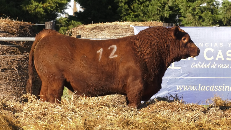 Lote TOROS ANGUS PURO CONTROLADO