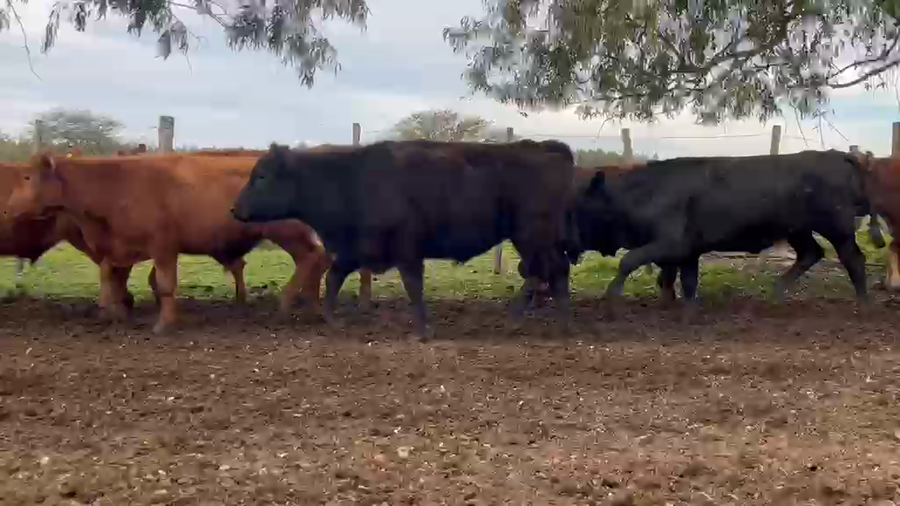 Lote 76 Novillitos en Corrientes, Monte Caseros