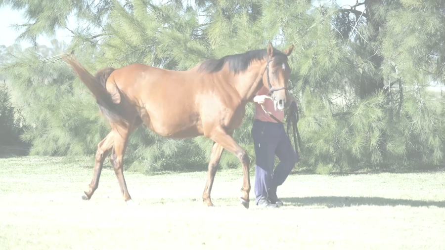 Lote INFINIT STAI (TETELESTAI - CURISOSA GULCH)  Preñez por LUK JOY