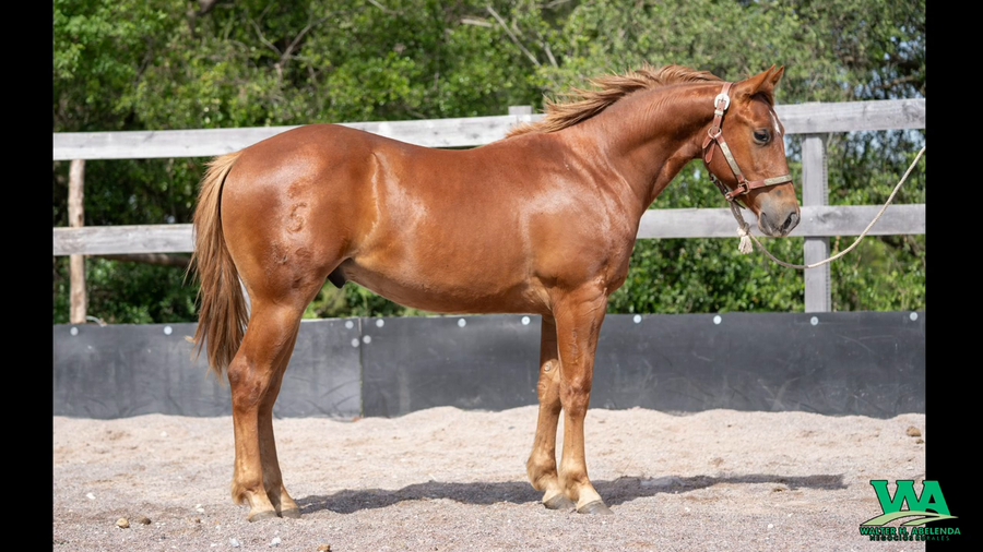 Lote CDG GOT WIMPY LENA