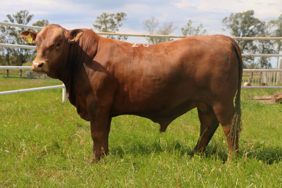 Lote Toros a remate en 14º Nacional Brangus, Tacuarembó