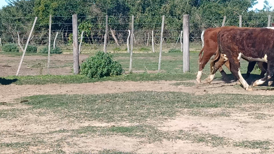 Lote 130 Novillos en Corrientes, Bella Vista