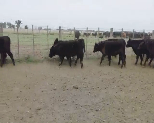 Lote 42 Terneros en Cañuelas, Buenos Aires