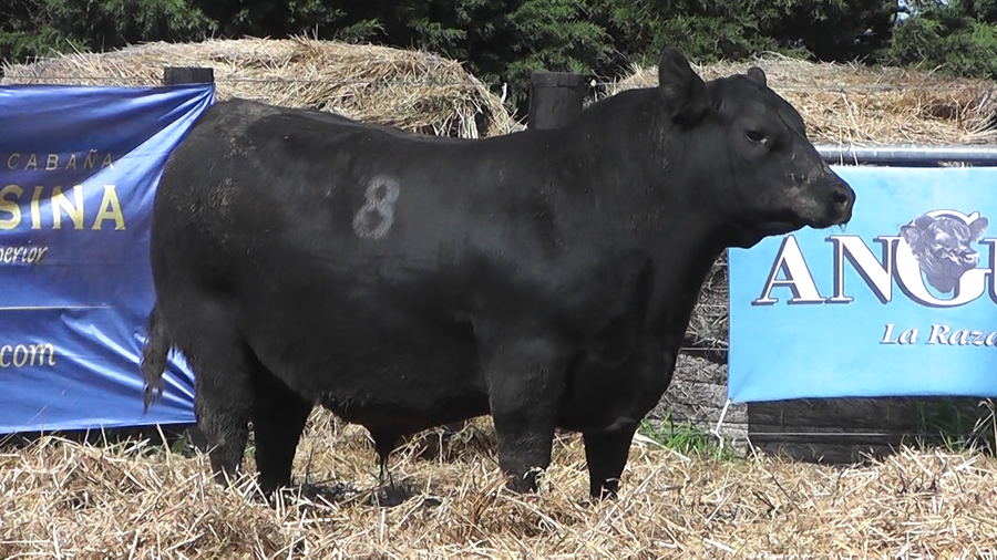 Lote TOROS ANGUS PURO CONTROLADO