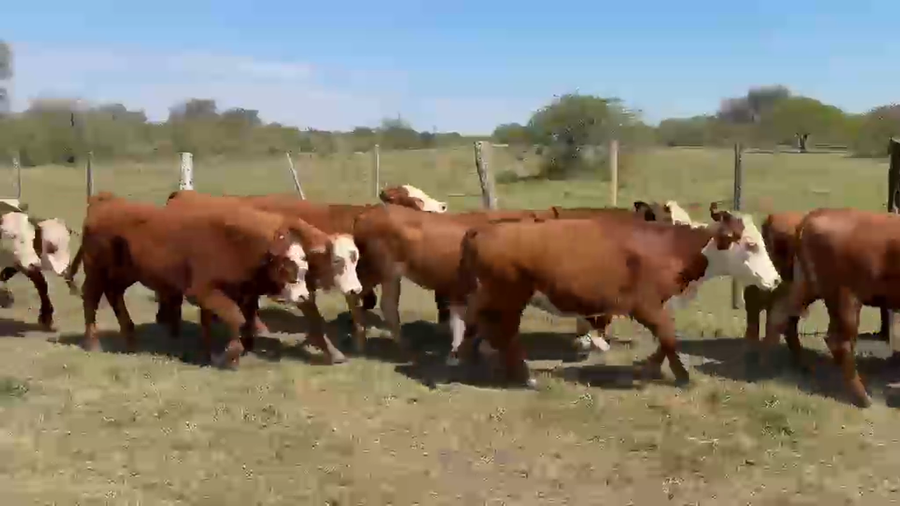 Lote 170 Terneros/as en Felipe Yofre (Ctes)