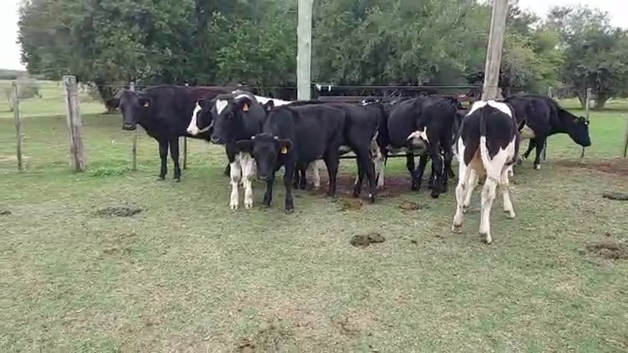 Lote 11 Novillos holando