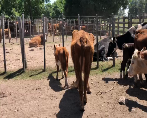 Lote 20 Piezas de cría en Cerro Largo, Cerro Largo
