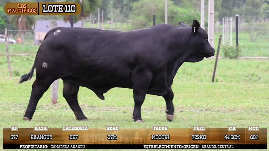 Lote LOTE 110