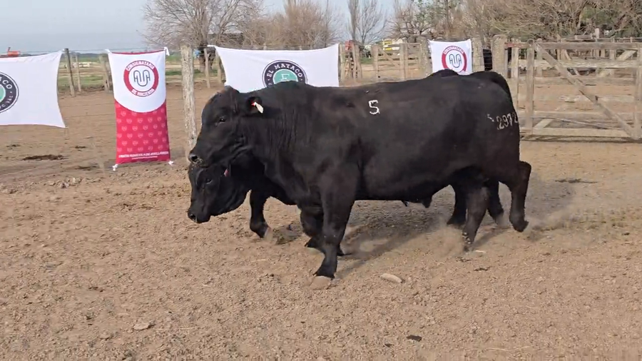 Lote Toros de El Mataco