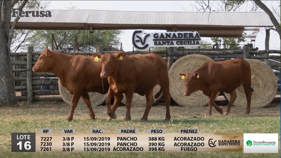 Lote Ganadera Santa Cecilia - Lote 16