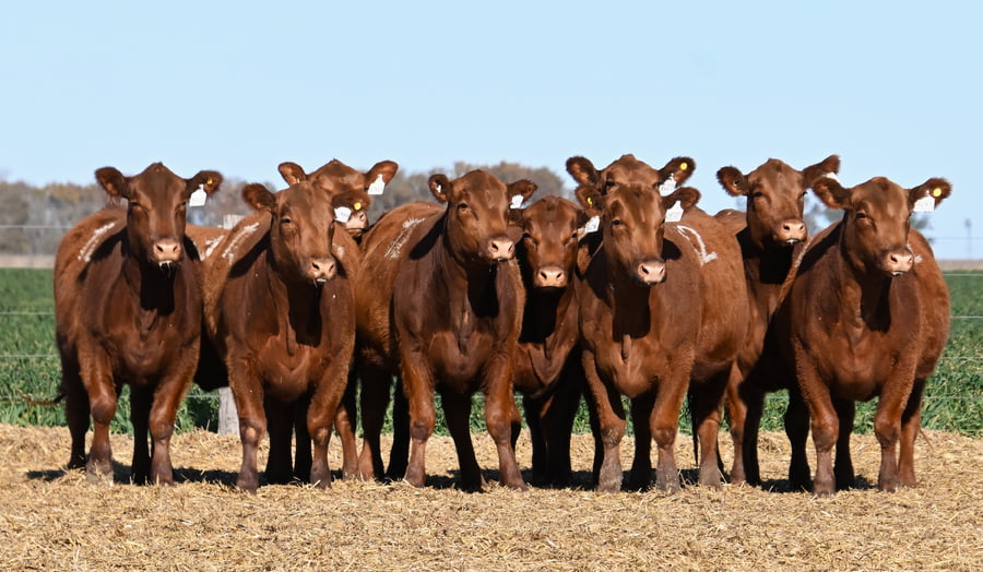 Lote VAQUILLONA ANGUS PC PRIMAVERA